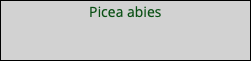 Picea abies 