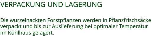 VERPACKUNG UND LAGERUNG  Die wurzelnackten Forstpflanzen werden in Pflanzfrischsäcke verpackt und bis zur Auslieferung bei optimaler Temperatur  im Kühlhaus gelagert.