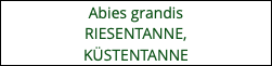 Abies grandis RIESENTANNE, KÜSTENTANNE