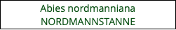 Abies nordmanniana NORDMANNSTANNE