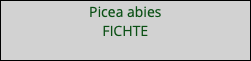 Picea abies FICHTE 