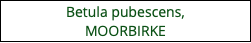 Betula pubescens,  MOORBIRKE