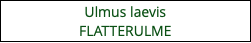Ulmus laevis FLATTERULME